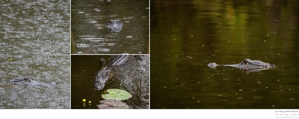 Professional Wildlife Photographer