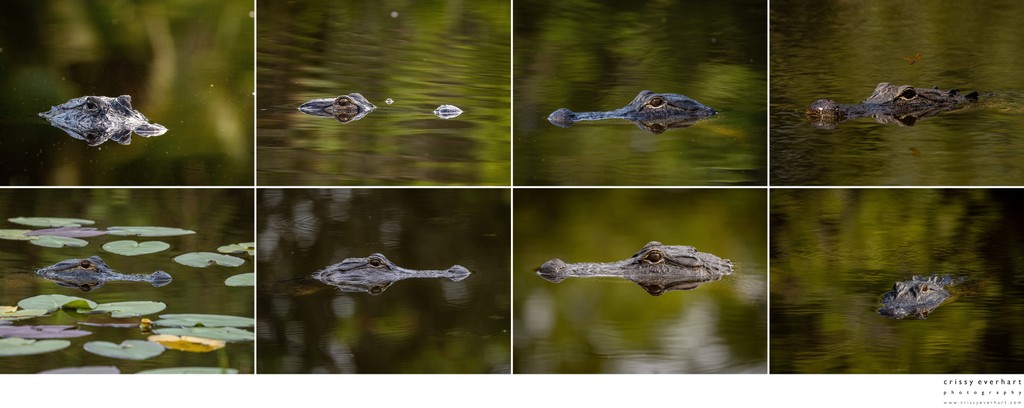 Alligator Photographer