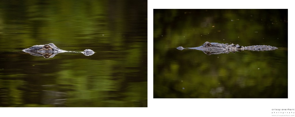 Alligator Photos for Sale