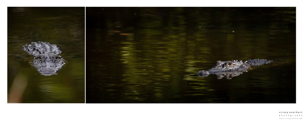 Wildlife Photos in South Florida