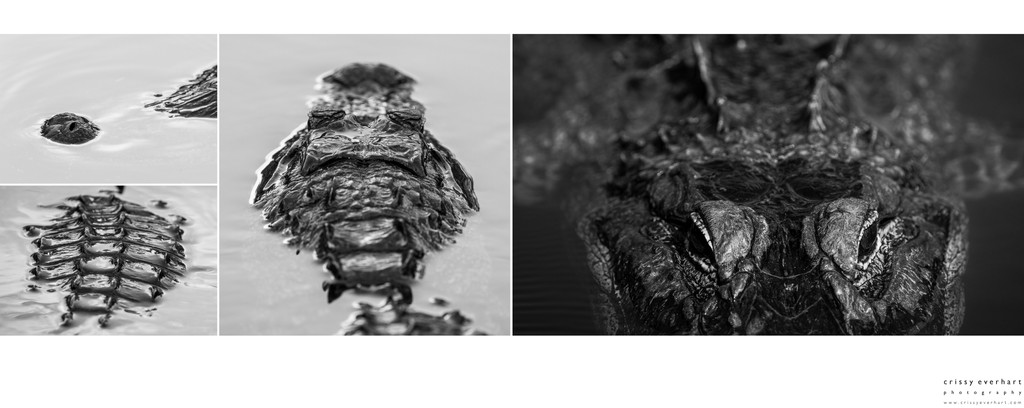 Black And White Artistic Pictures of Alligators