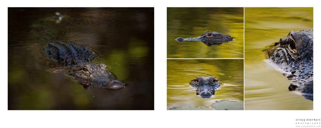 Nature Pics by Chester County Photographer
