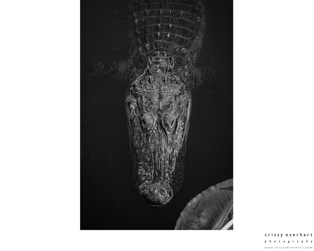 Fine Art Gator Photos for Sale