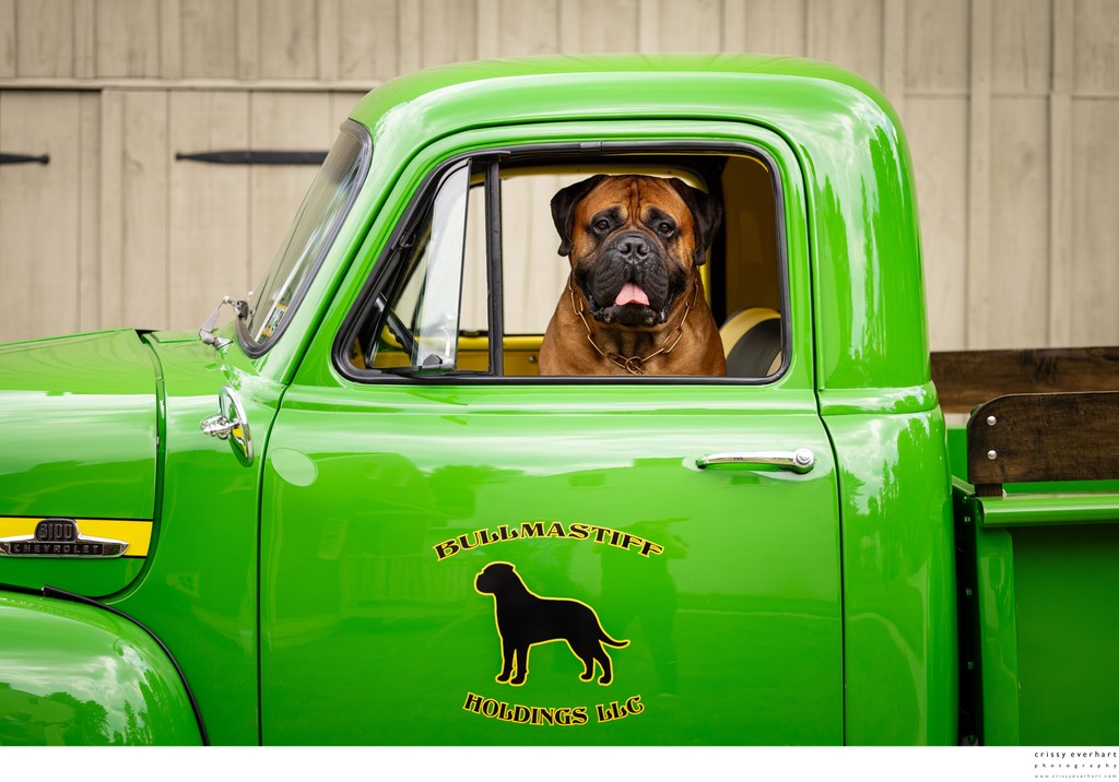 Bull Mastiff in Antique Ford Truck