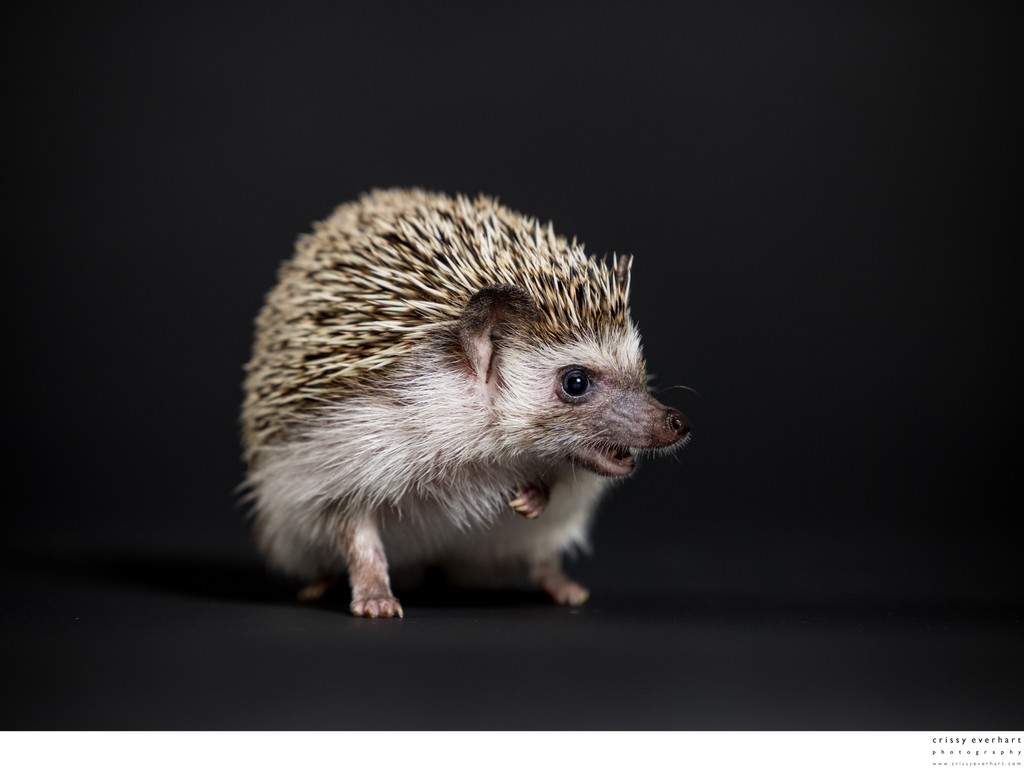 Professional Photos of Pet Hedgehog 