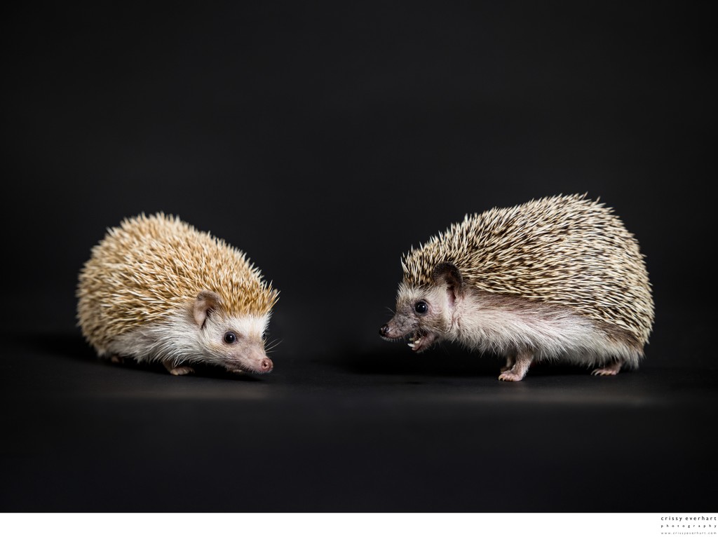 Exotic Pet Photographer in Malvern