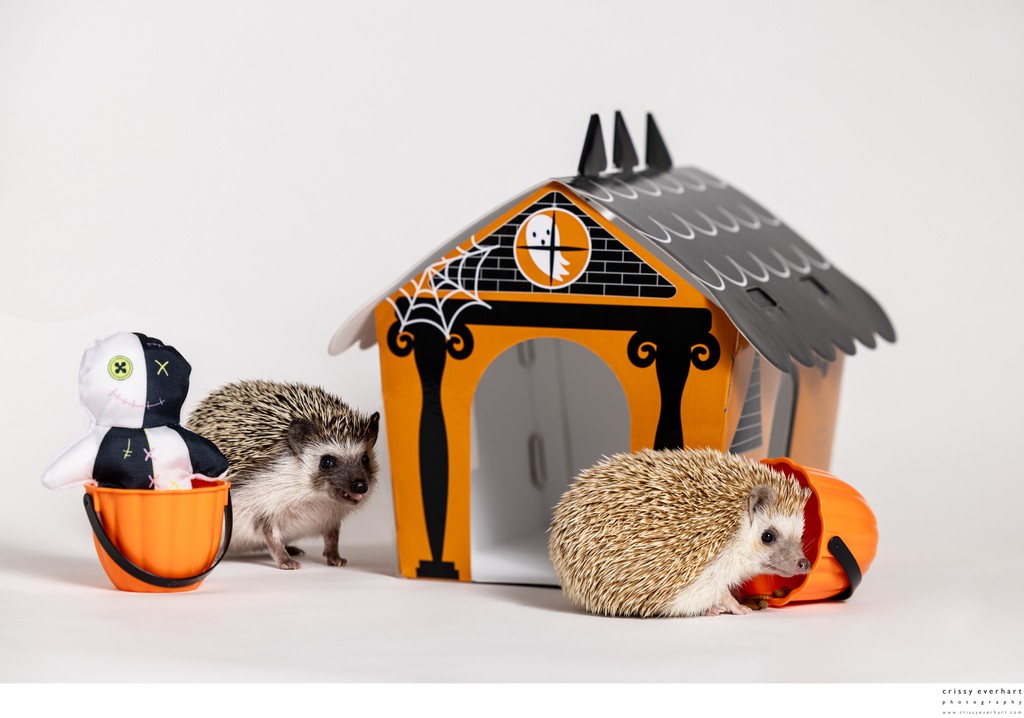 Holiday Themed Exotic Pet Portraits