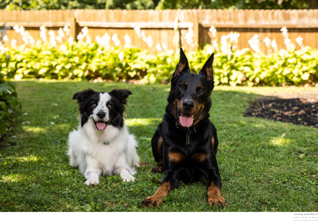 Pet Portraits in Your Backyard