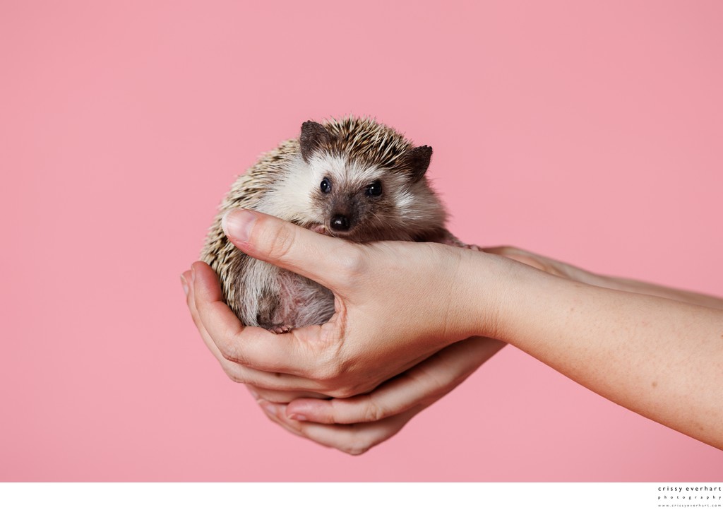 Exotic Pet Photos