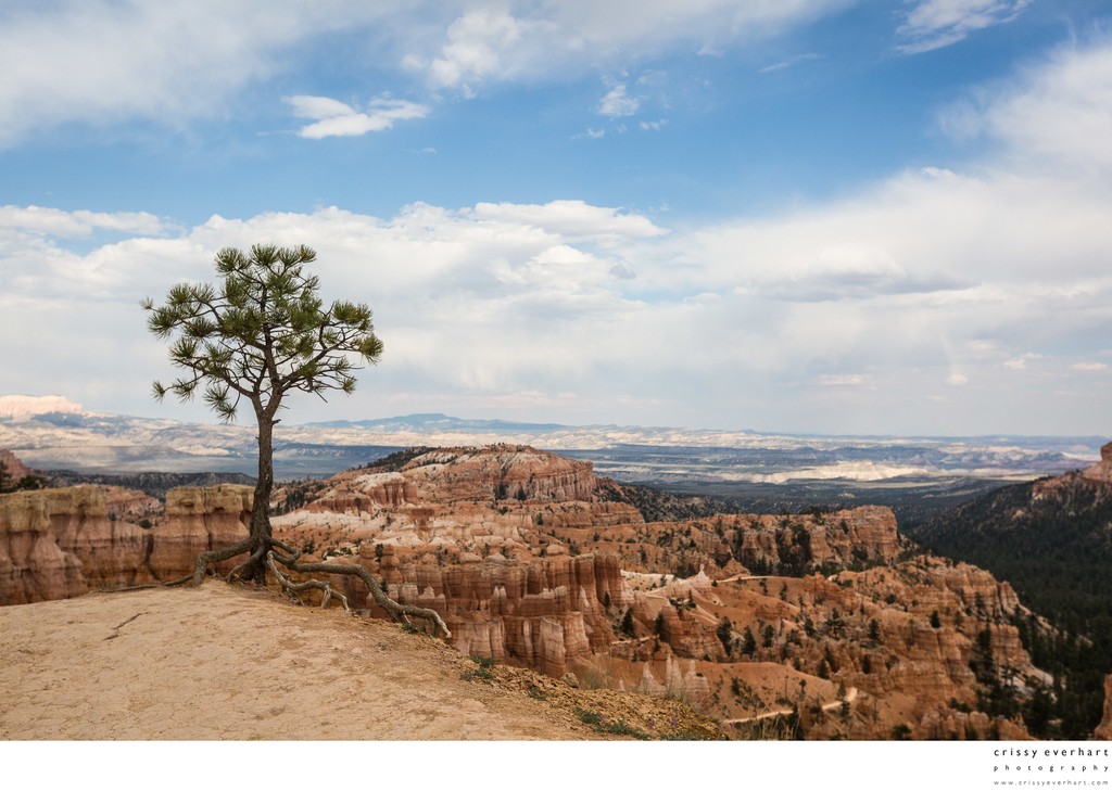 Tree at Bryce Canyon, Utah Landscapes 