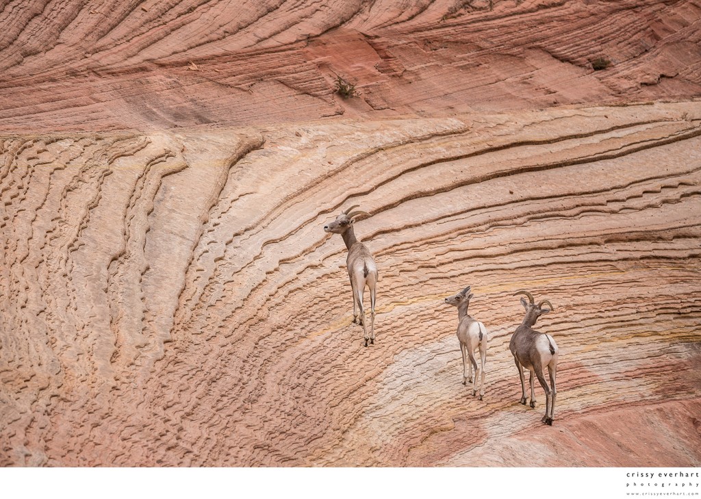 Bighorn Sheep on the Cliffs at Zion - Utah Wildlife