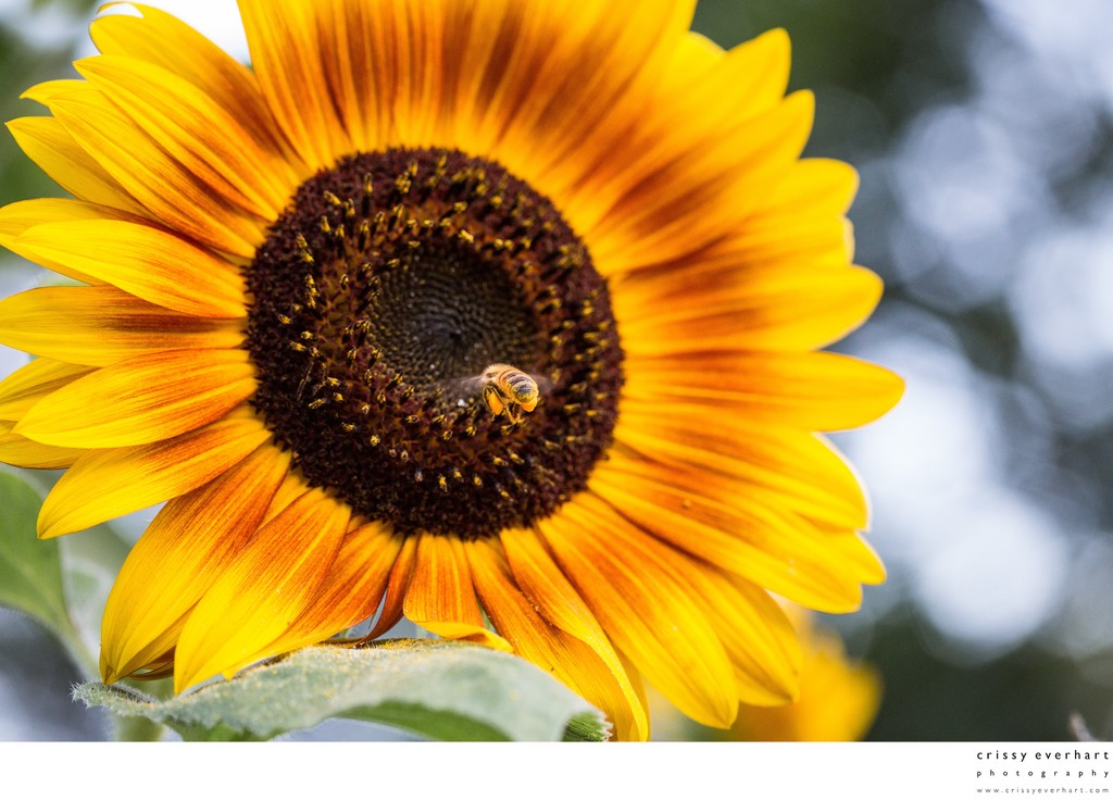 Honeybees with full pollen sacs landing on sunflower