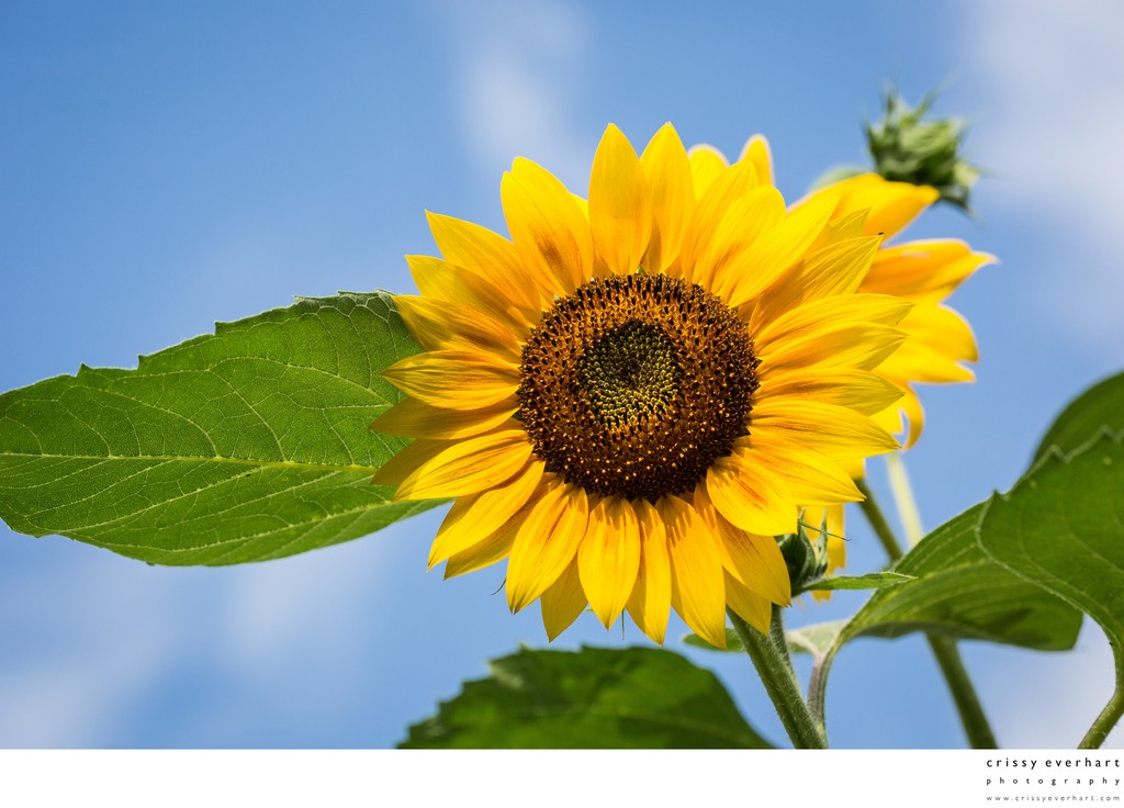 Sunflowers Against Blue Sky in Chester County, PA