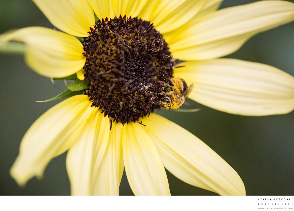 Honeybee on Light Yellow Sunflower, Close Up