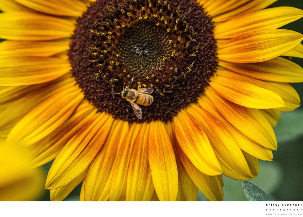 Honeybee on Sunflower: Macro Photography