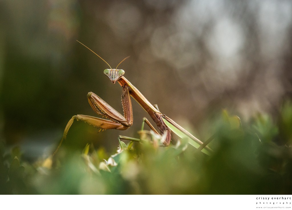 Macro Photo of Praying Mantis on Bush