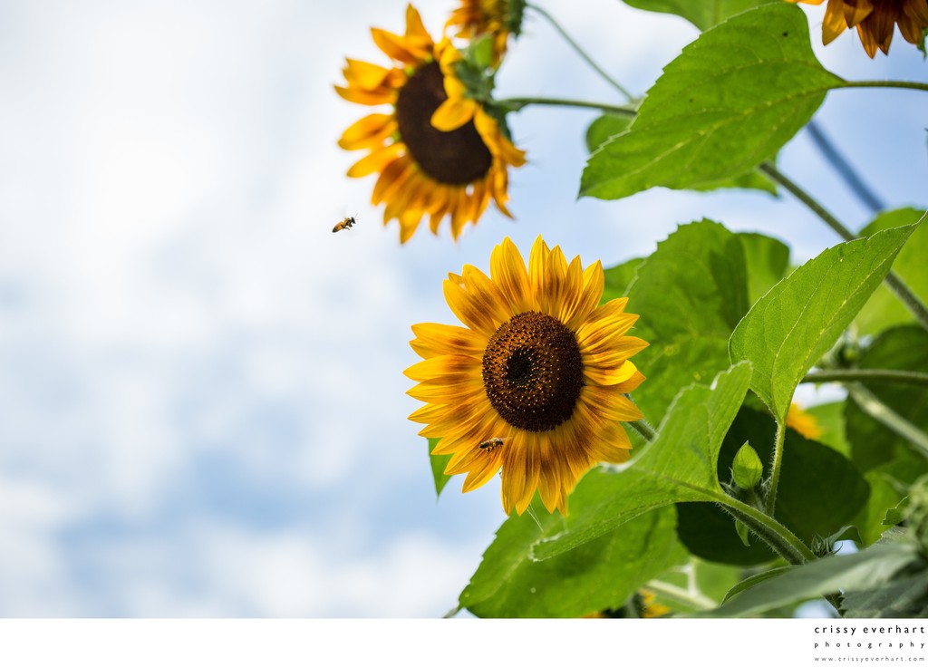 Honeybees flying to yellow and orange sunflowers