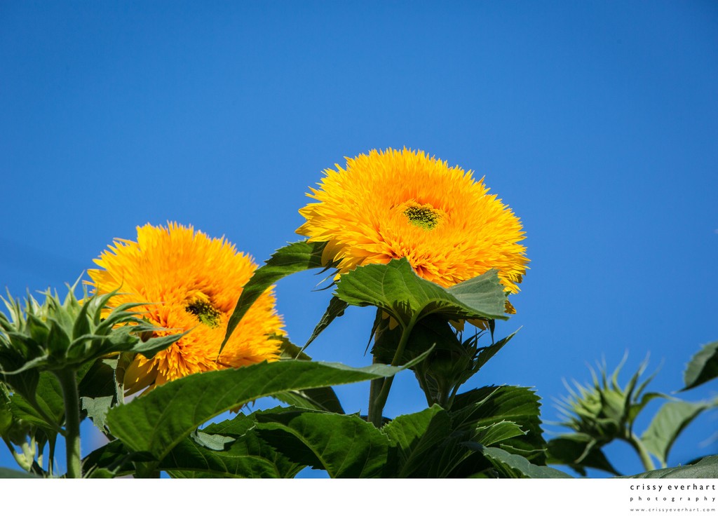 Yellow teddy bear sunflowers against bright blue sky