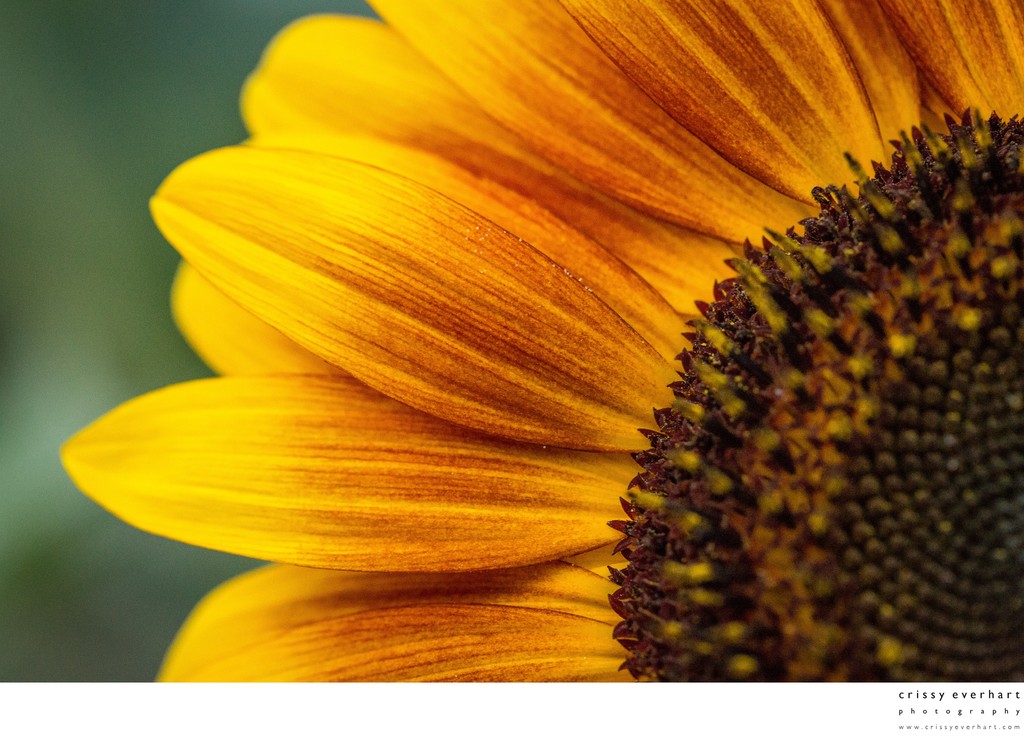 Extreme Close Up- Macro Photo of Orange Sunflower