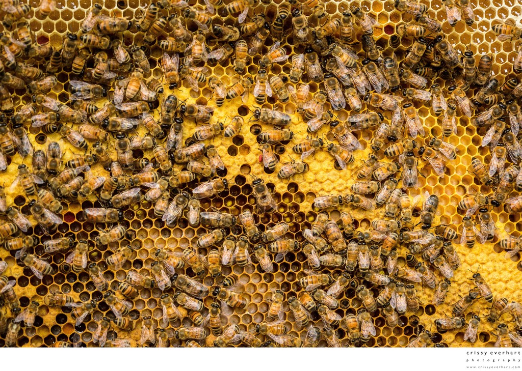 Honeycomb Photos - Pollen, Brood, Larvae, and Honey