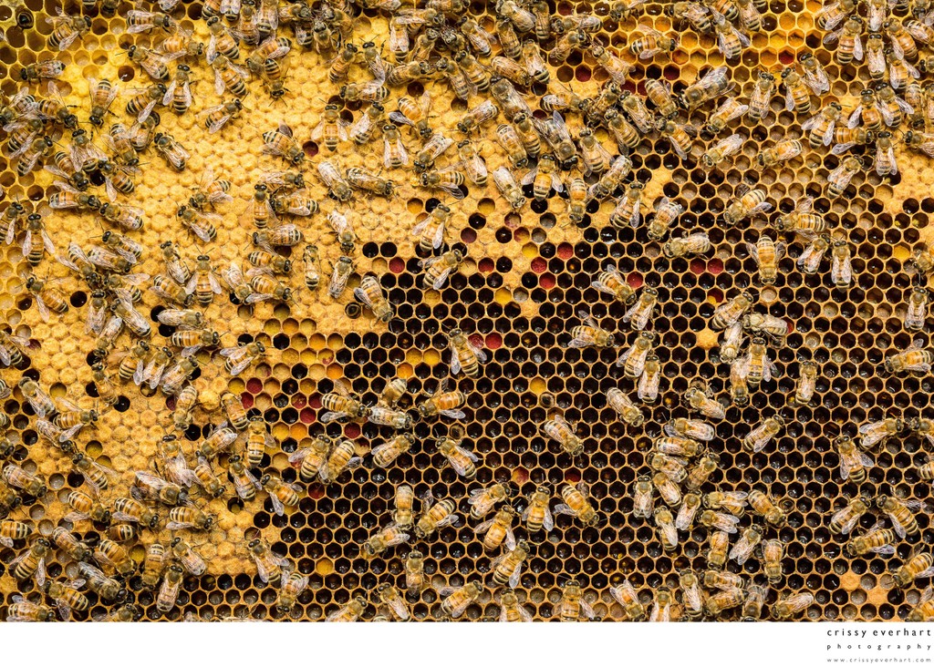 Honeybee Hive Frame Macro Photography