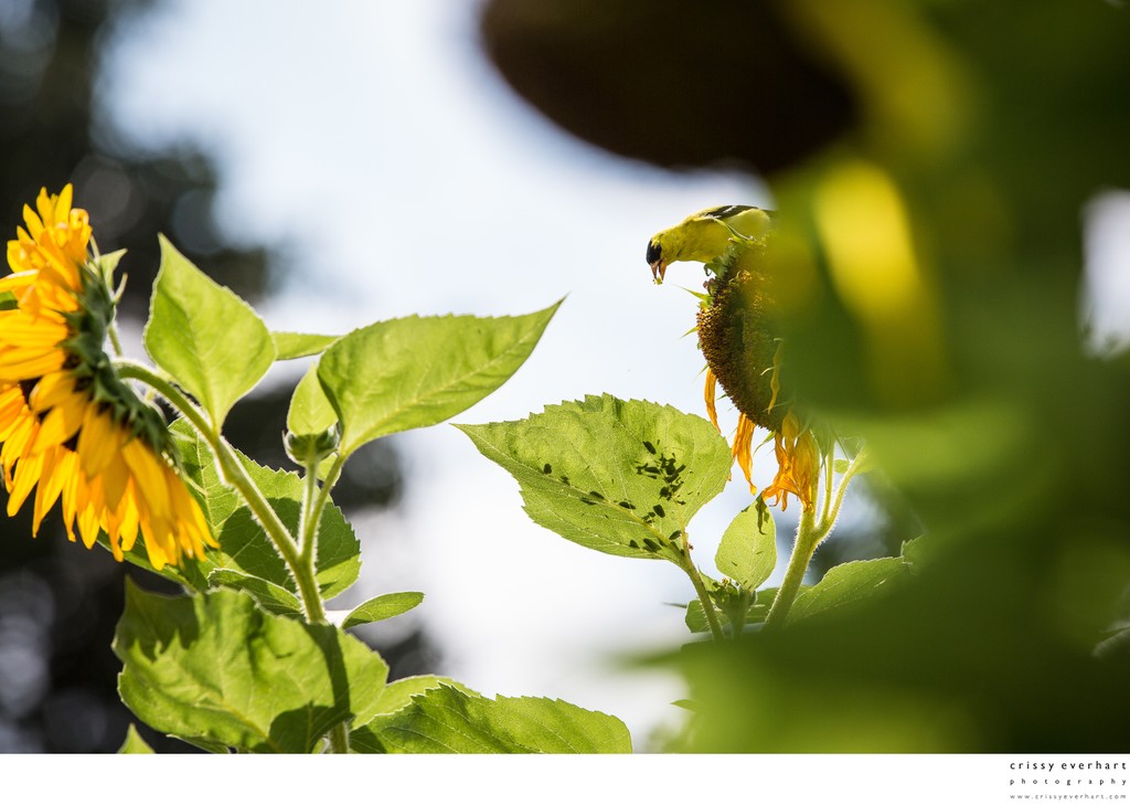 Goldfinch plucking sunflower seeds from dying flower