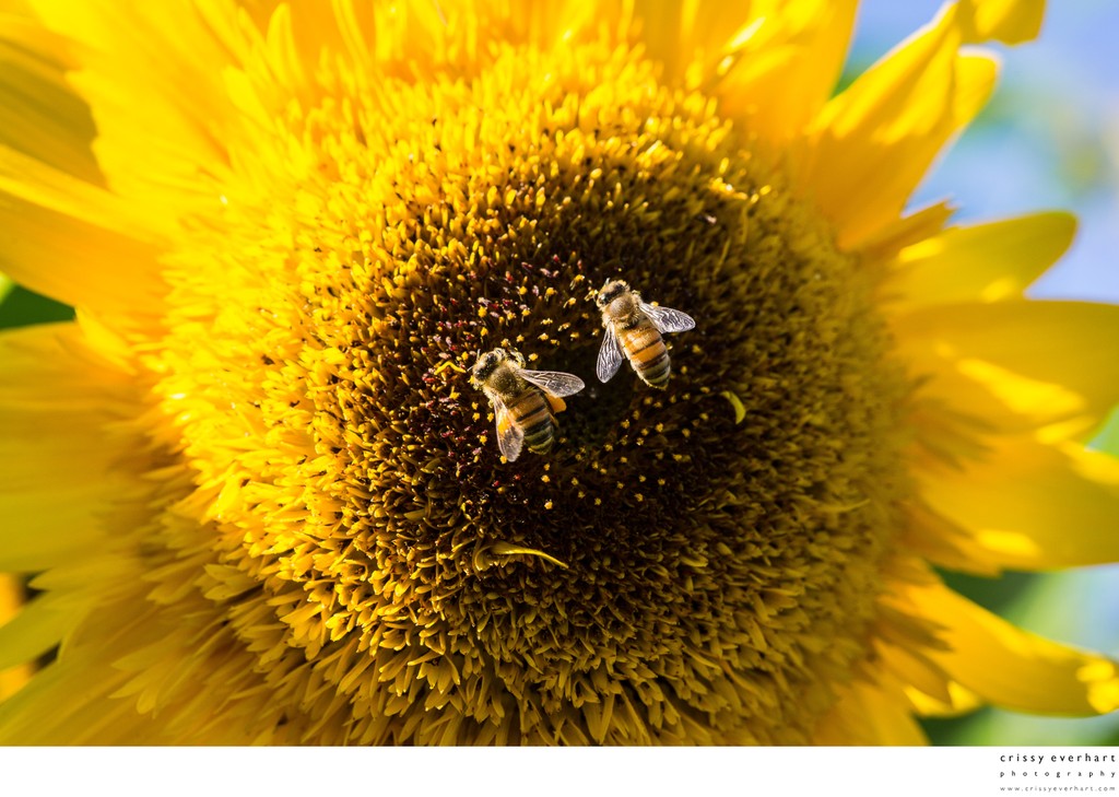 Macro of two honeybees gathering pollen from sunflower