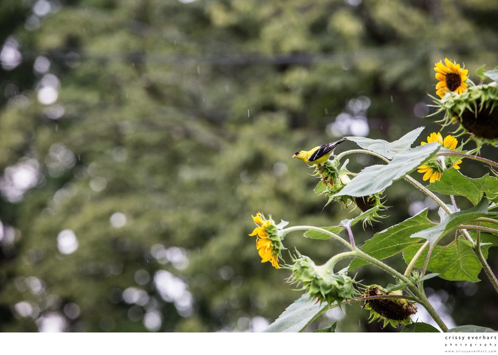 Goldfinch Perched on Sunflowers in Rain