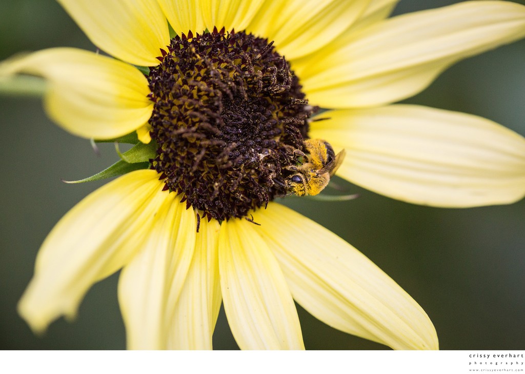 Pollen covered honeybee on yellow sunflower, macro