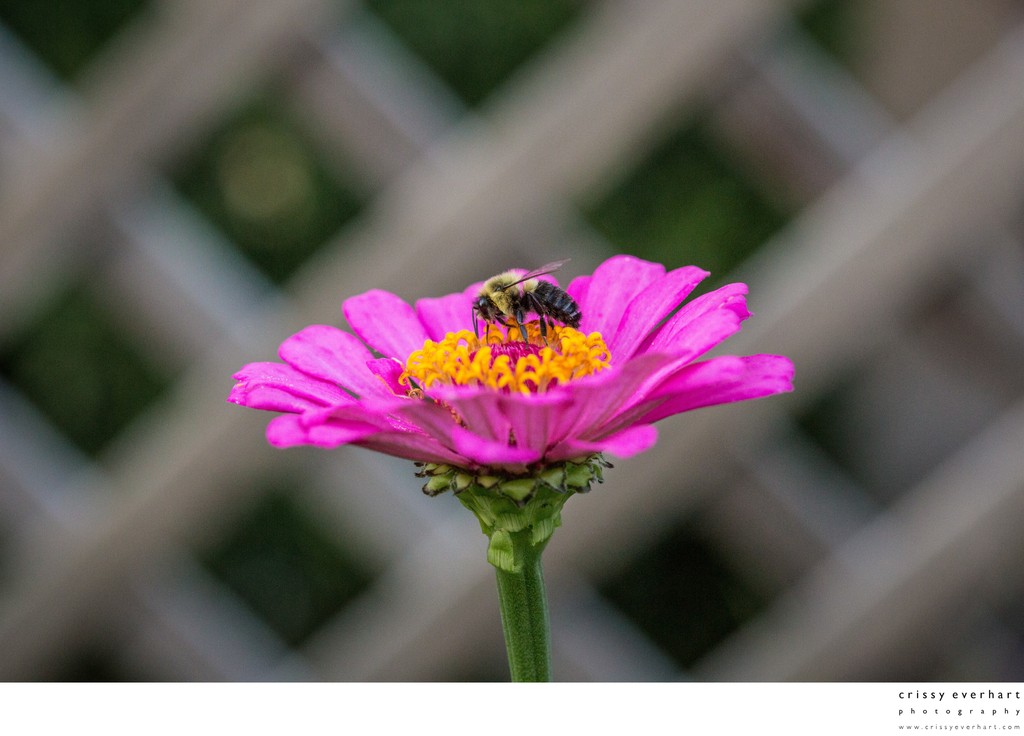 Bumblebee on pink zinnia, gathering pollen