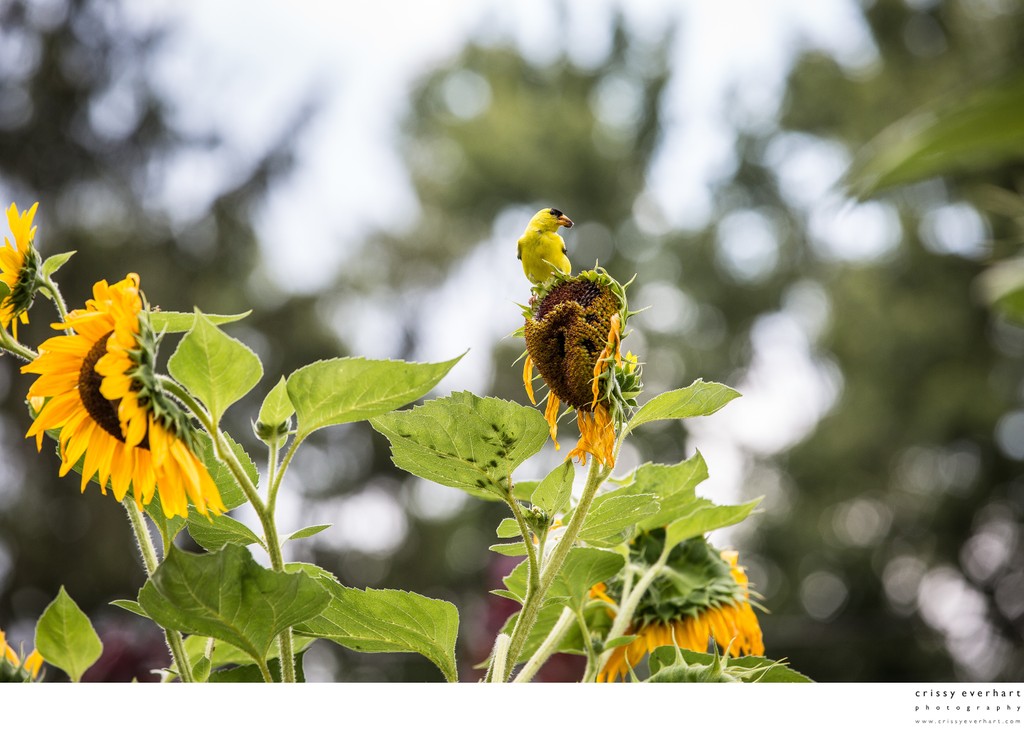 Goldfinch atop dying flower eating sunflower seeds