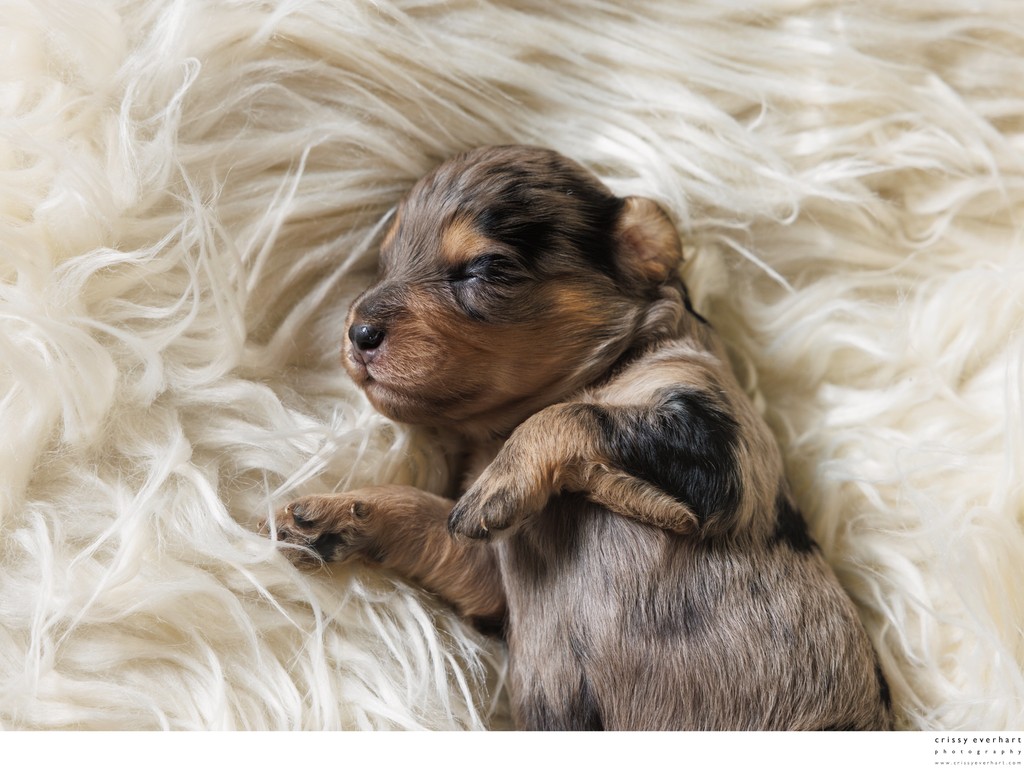 Newborn Puppy Photographer