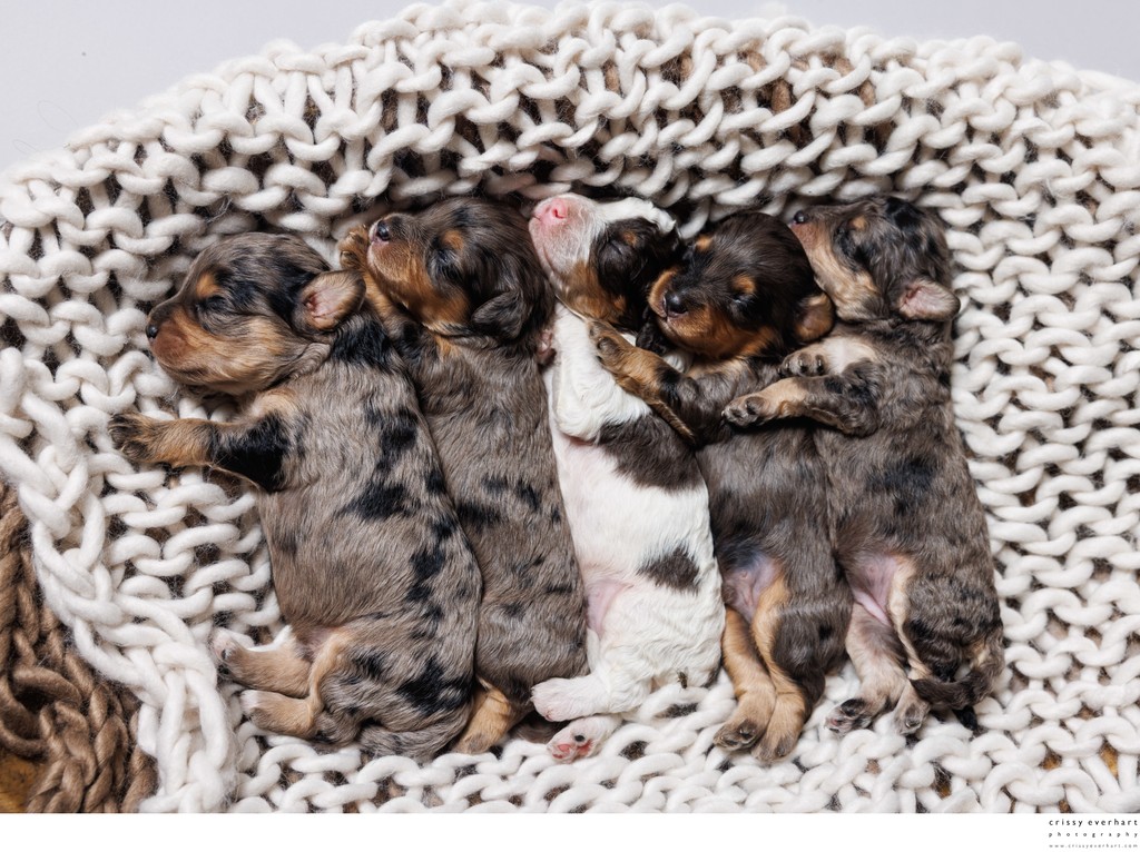 Photographer for New Litter of Puppies