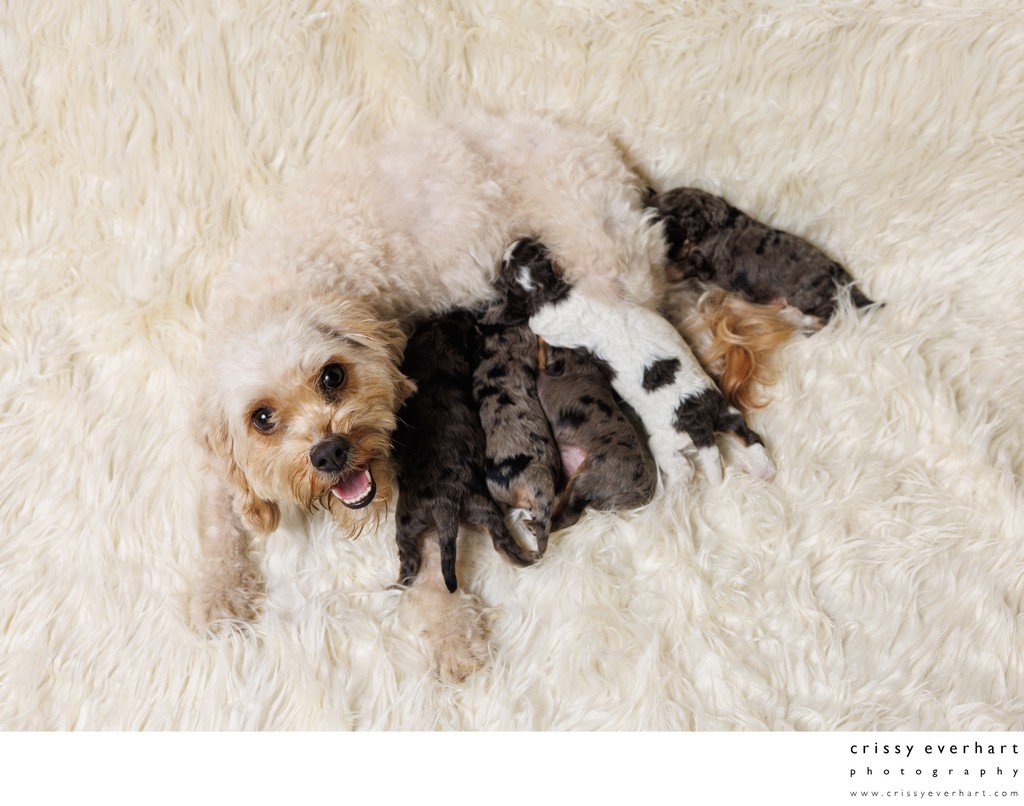 Newborn Puppy & Pet Photography in Chester County