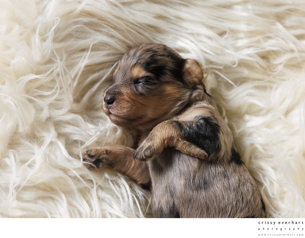 Newborn Puppy Photographer