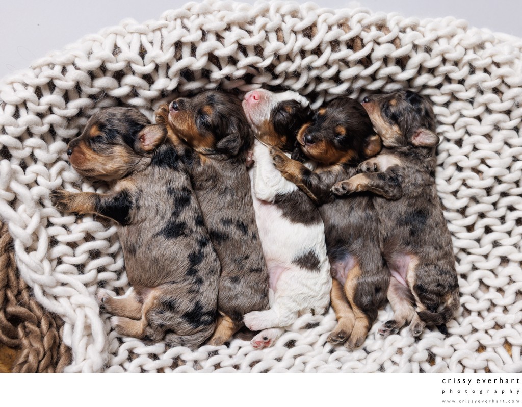Photographer for New Litter of Puppies