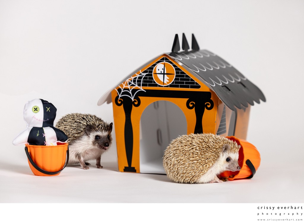 Holiday Themed Exotic Pet Portraits