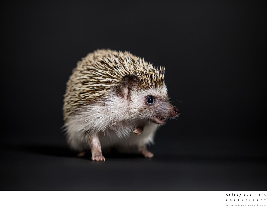 Professional Photos of Pet Hedgehog 