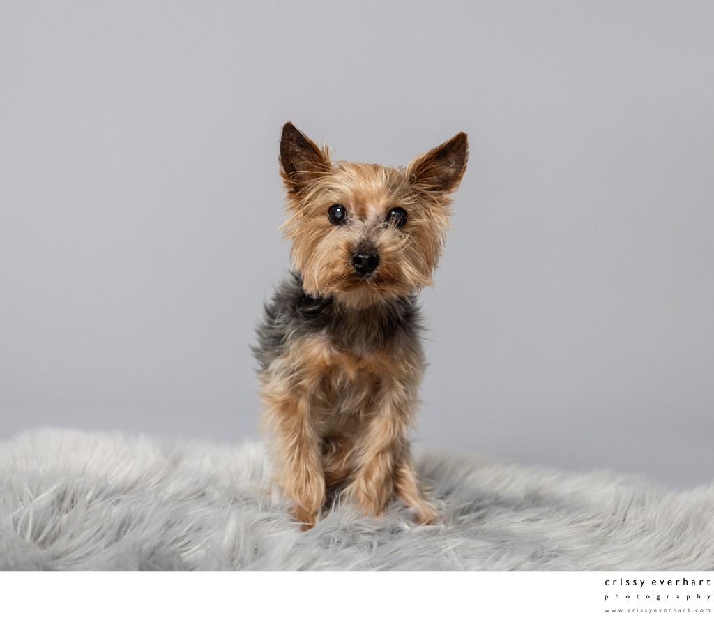 Memorialize Aging Pets