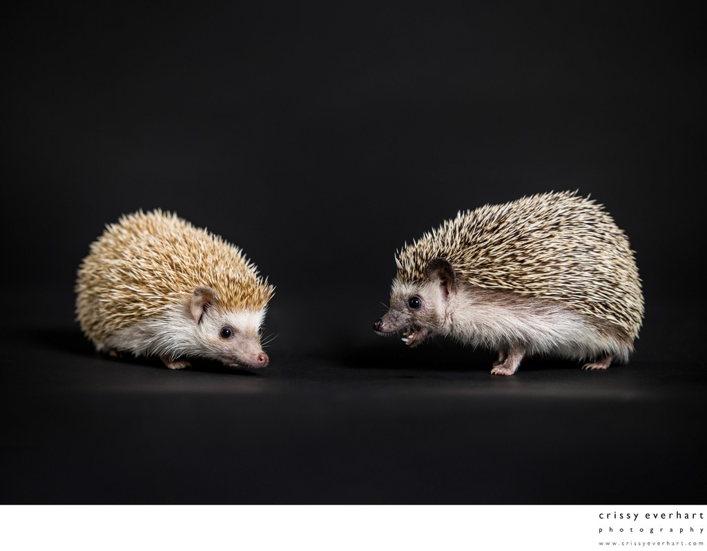 Exotic Pet Photographer in Malvern
