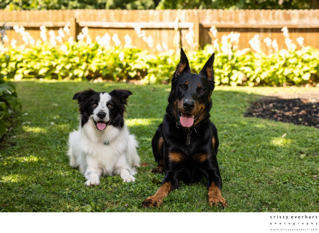 Pet Portraits in Your Backyard