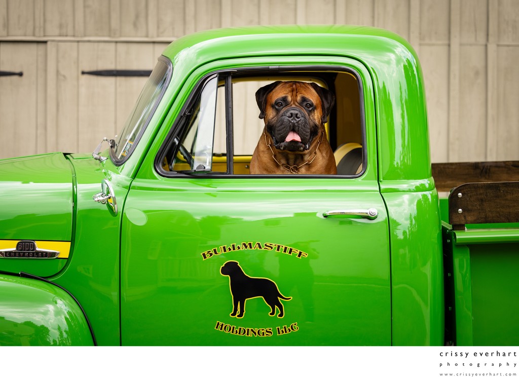 Bull Mastiff in Antique Ford Truck