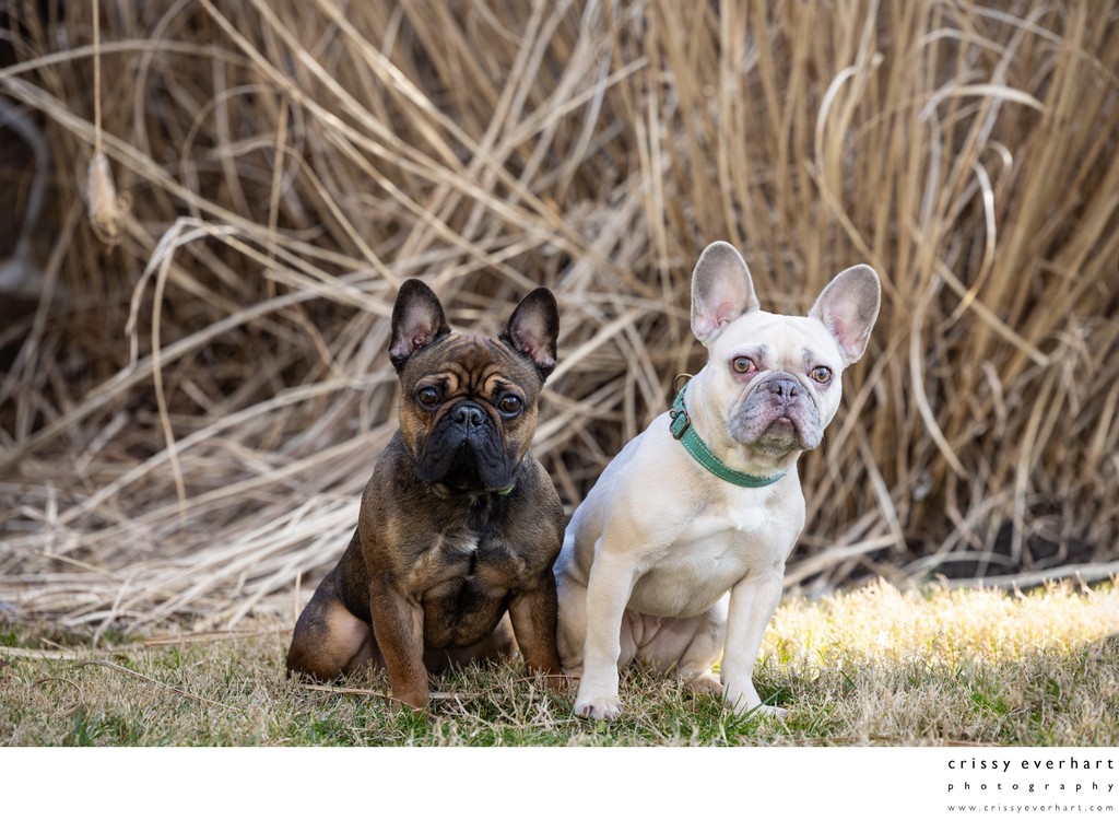 Malvern Pet Photographer