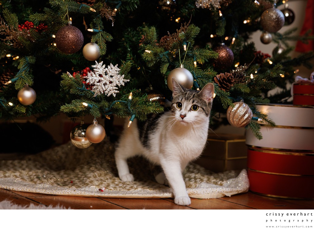 Christmas Photos of Pet Cats