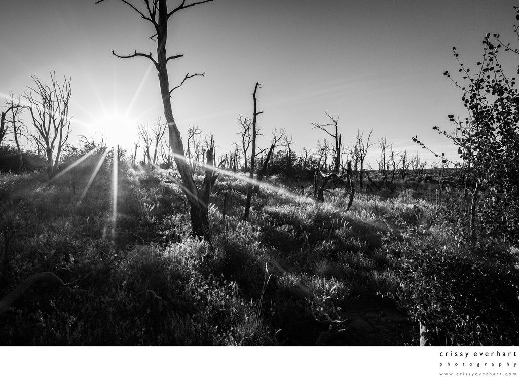 Sunflare atop Mesa Verde