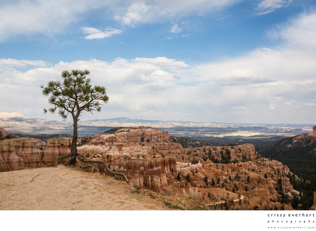Tree at Bryce Canyon, Utah Landscapes 