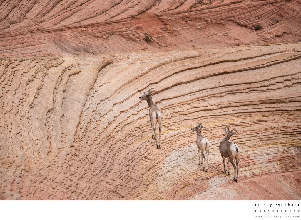 Bighorn Sheep on the Cliffs at Zion - Utah Wildlife