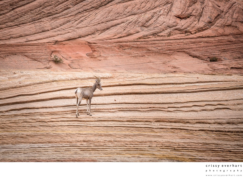 Zion Bighorn Sheep -Wildlife Photography