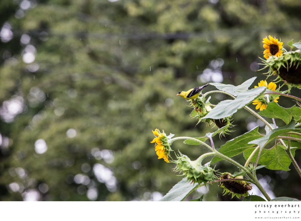 Goldfinch Perched on Sunflowers in Rain