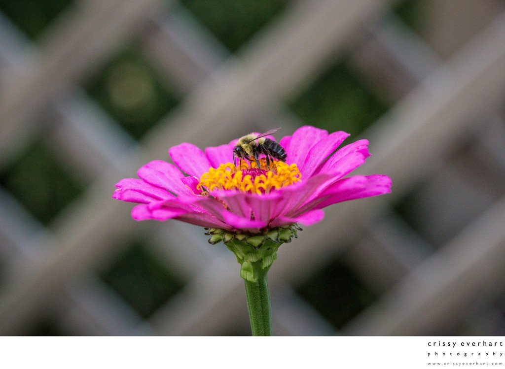 Bumblebee on pink zinnia, gathering pollen